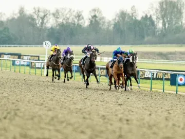 Horses racing down the all weather track at Lingfield Park