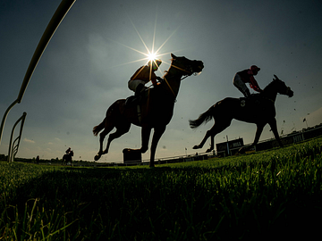 Racehorses in Surrey