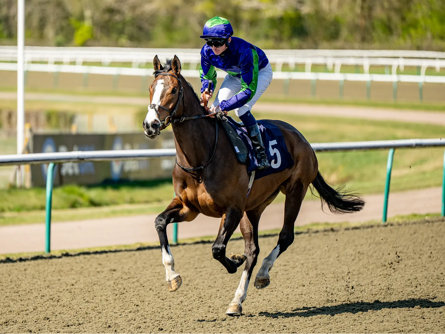Autumn racing in Surrey
