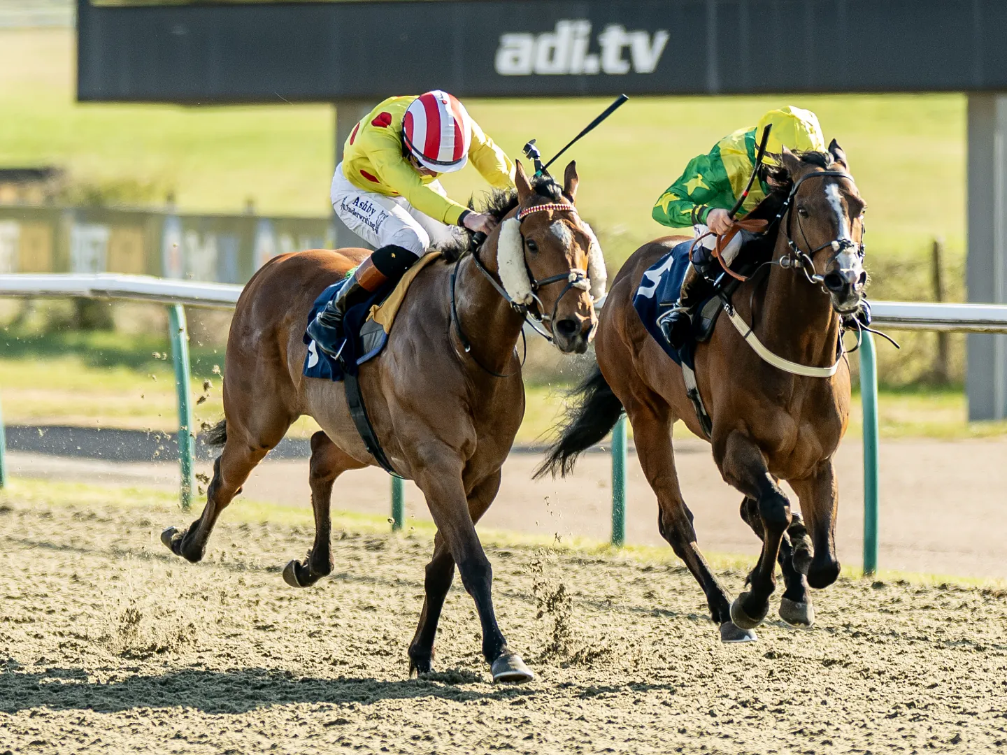 Racehorses and jockeys racing on the all-weather track at Lingfield Park