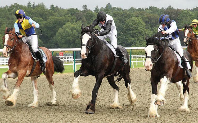 Shire Horse Race