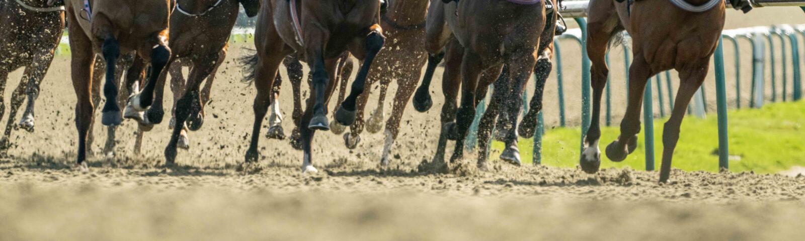 All weather gallops hire in Surrey 