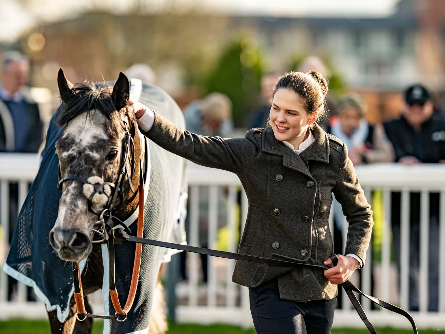 Racehorse in the parade ring