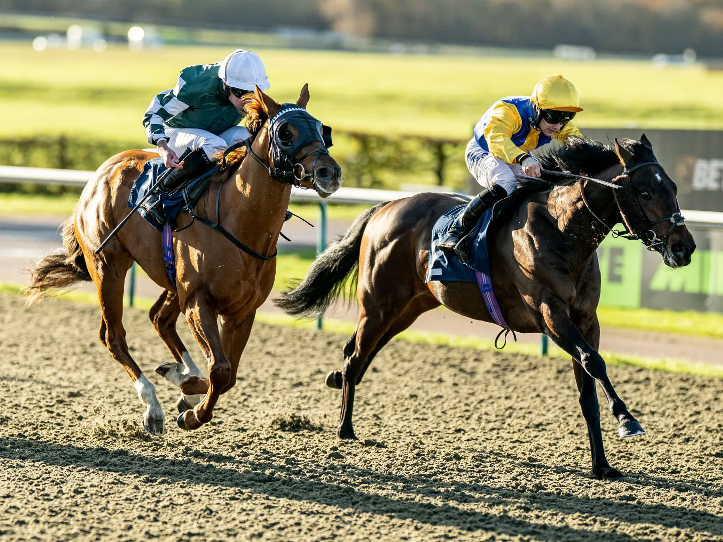 Field of horses racing on the All Weather track at Lingfield Park, with sand flying