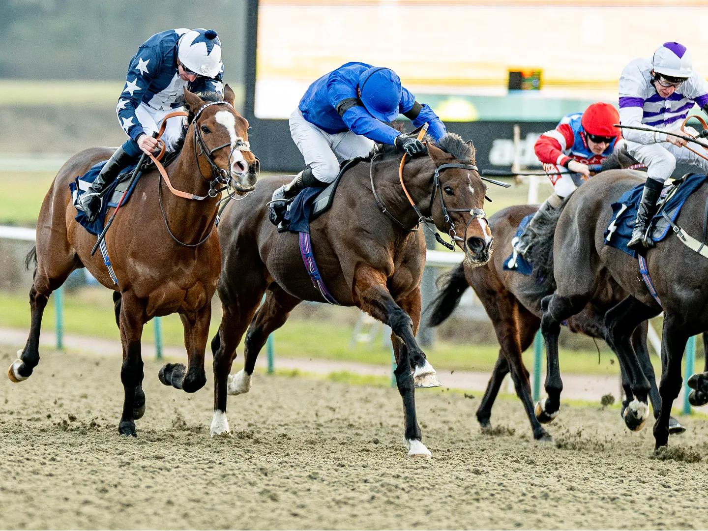 Horses and jockeys racing on the All Weather track at Lingfield Park in May