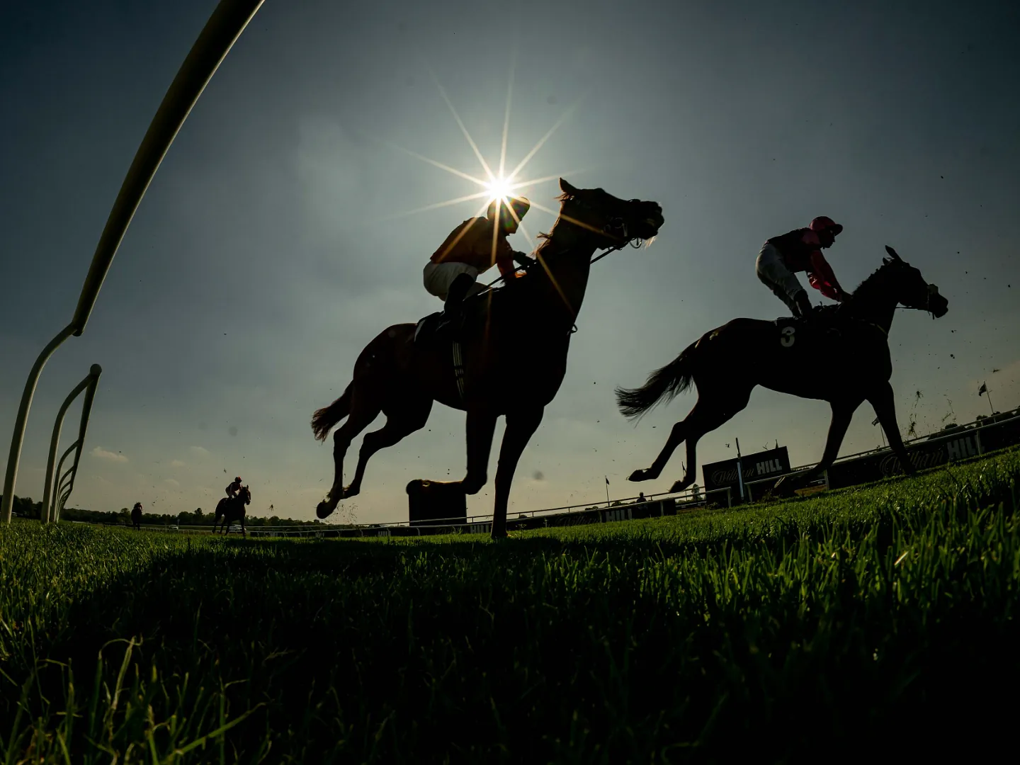Field of racehorses galloping across the turf at Lingfield Park in June