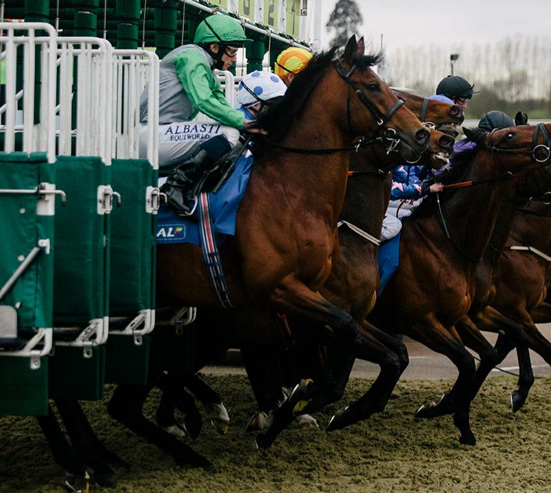 Horses starting a race