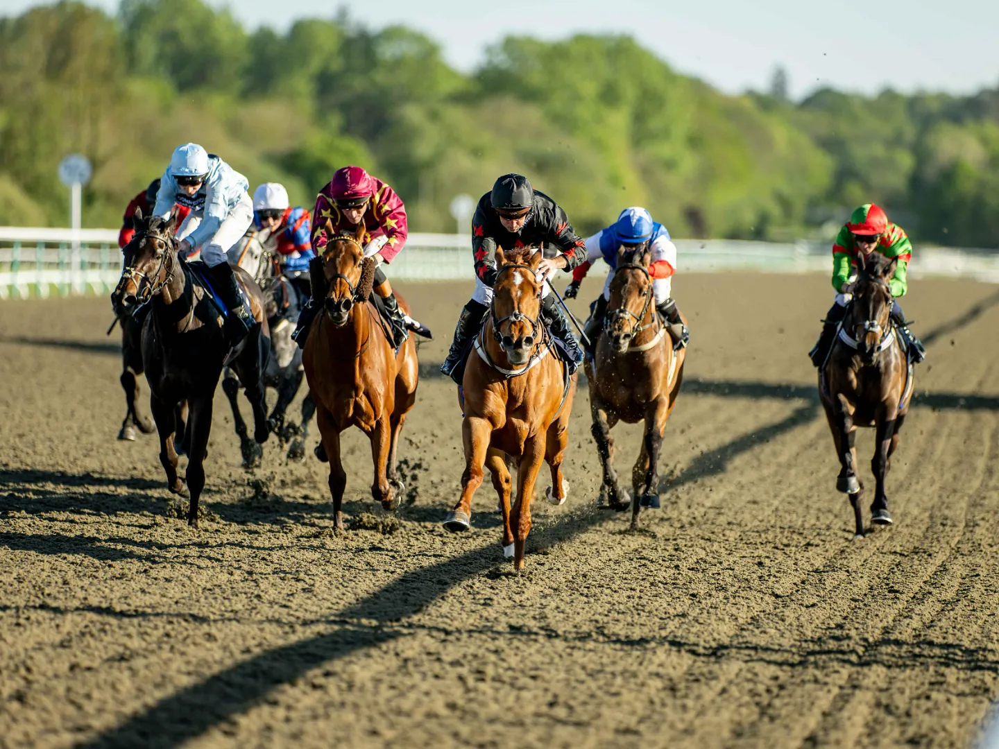Horse and jockey racing towards the camera on the All Weather track at Lingfield Park