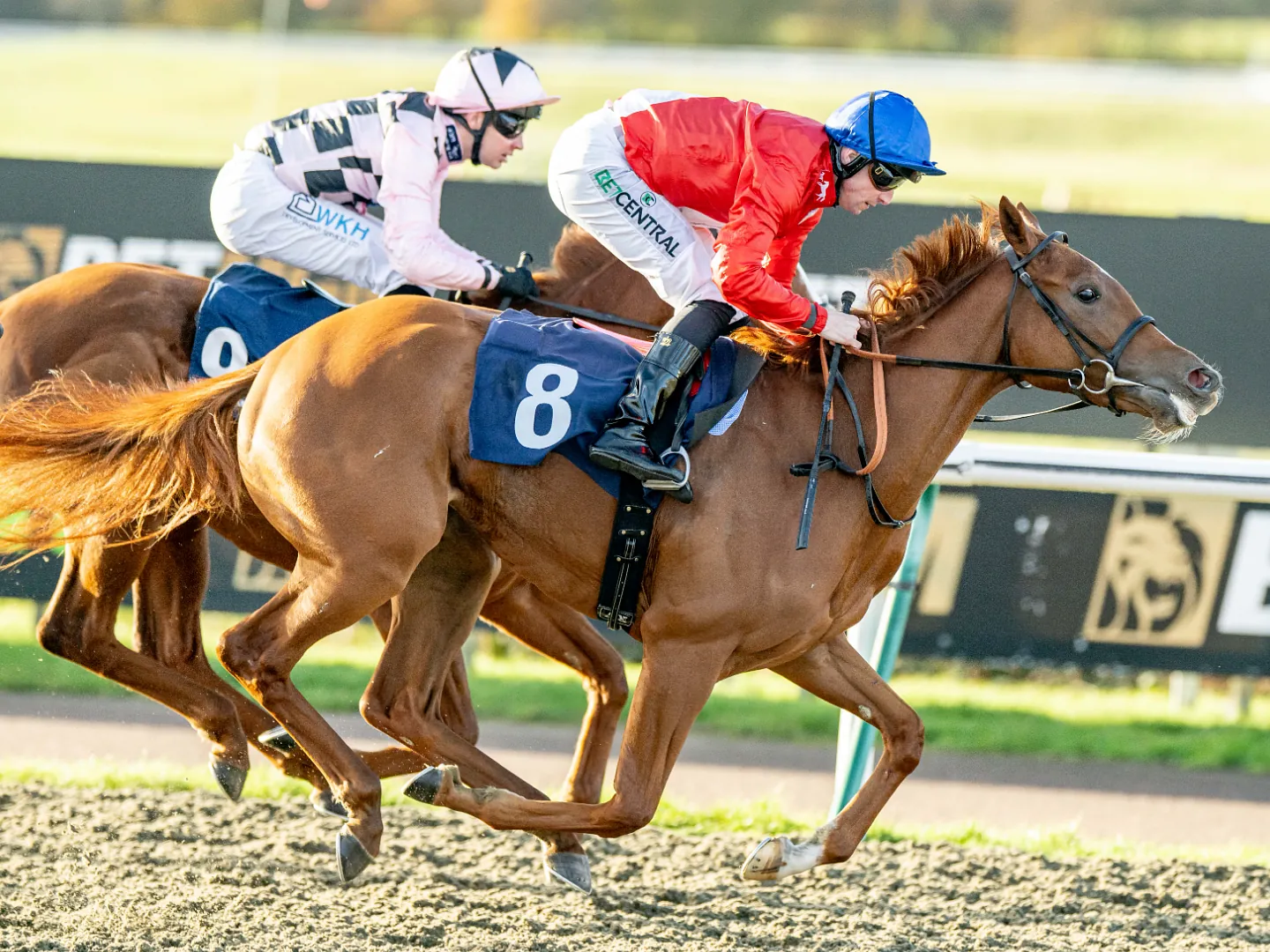 Racehorse and jockey in a race on the All Weather track at Lingfield Park