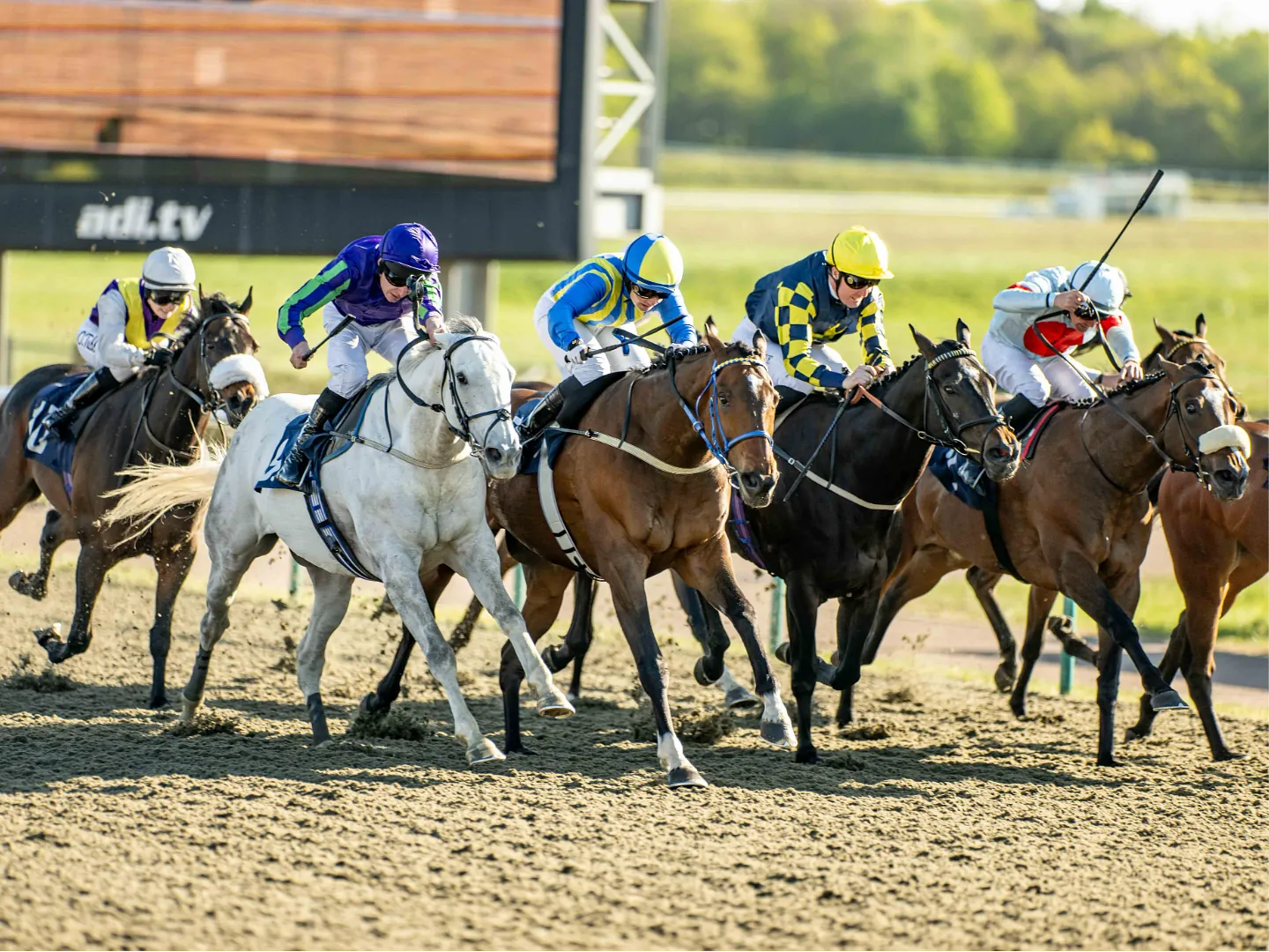 Horses and jockeys in a close contest on the All Weather track at Lingfield Park