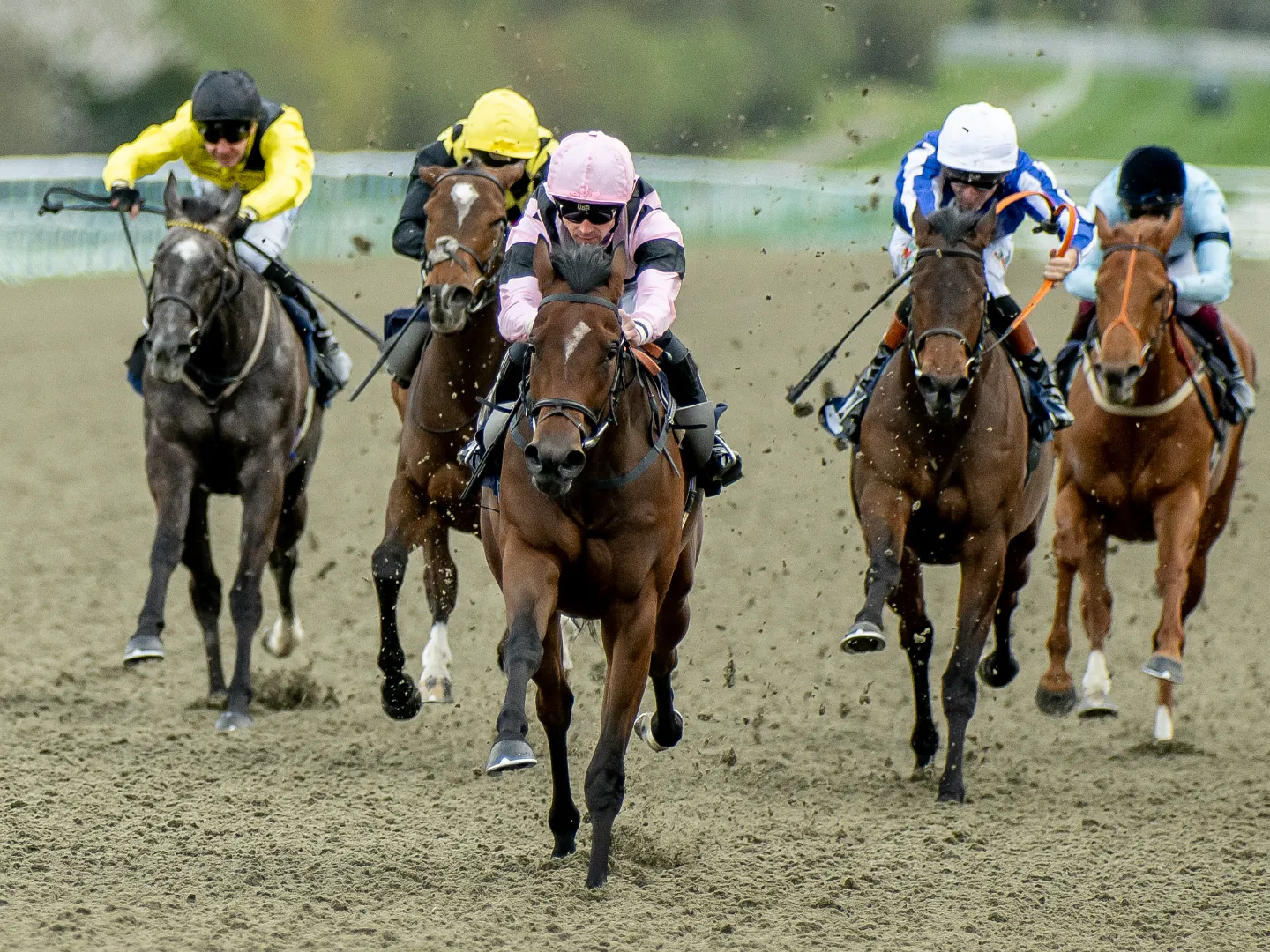 Field of racehorses galloping on the All Weather track at Lingfield Park