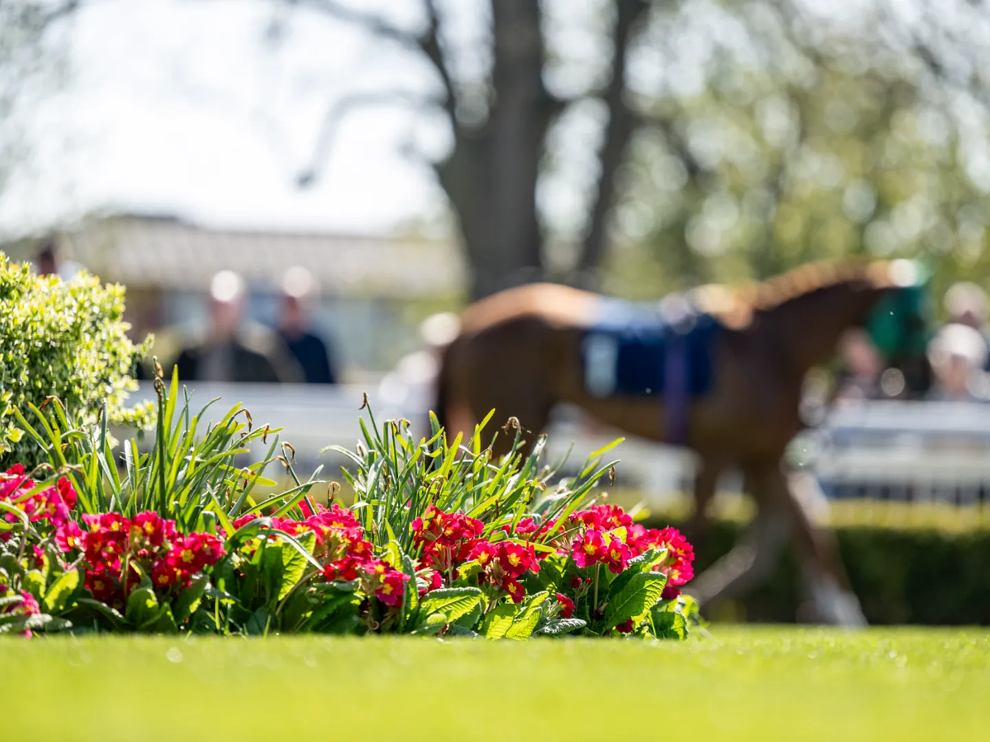 Racehorses and jockeys racing on the turf at Lingfield Park in the evening