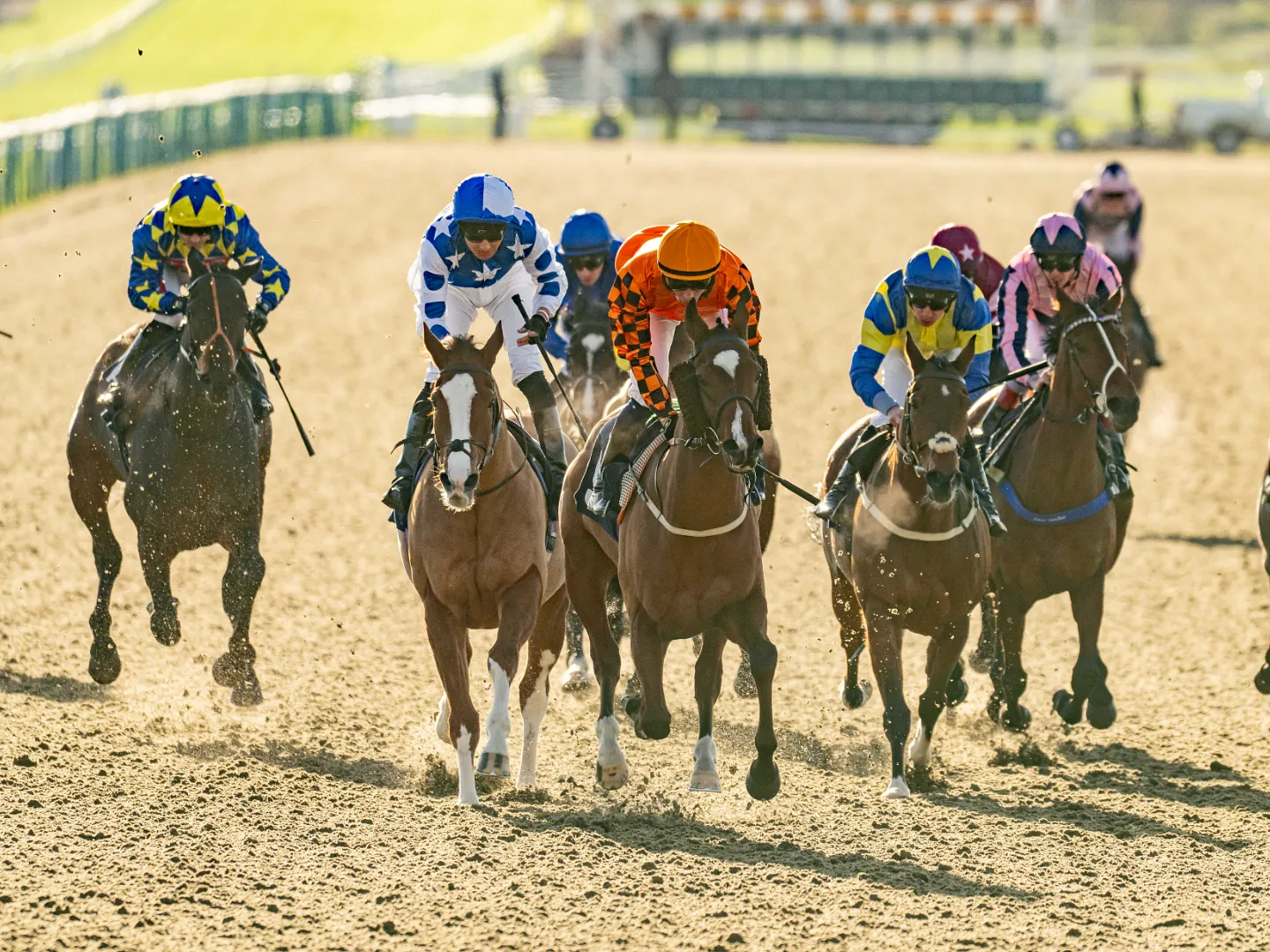 Horses and jockeys in close contention on the All Weather surface at Lingfield Park