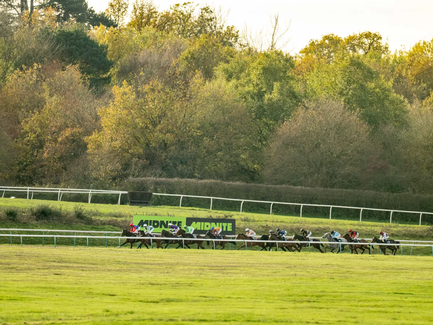 Field of racehorses galloping on the All Weather track at Lingfield Park