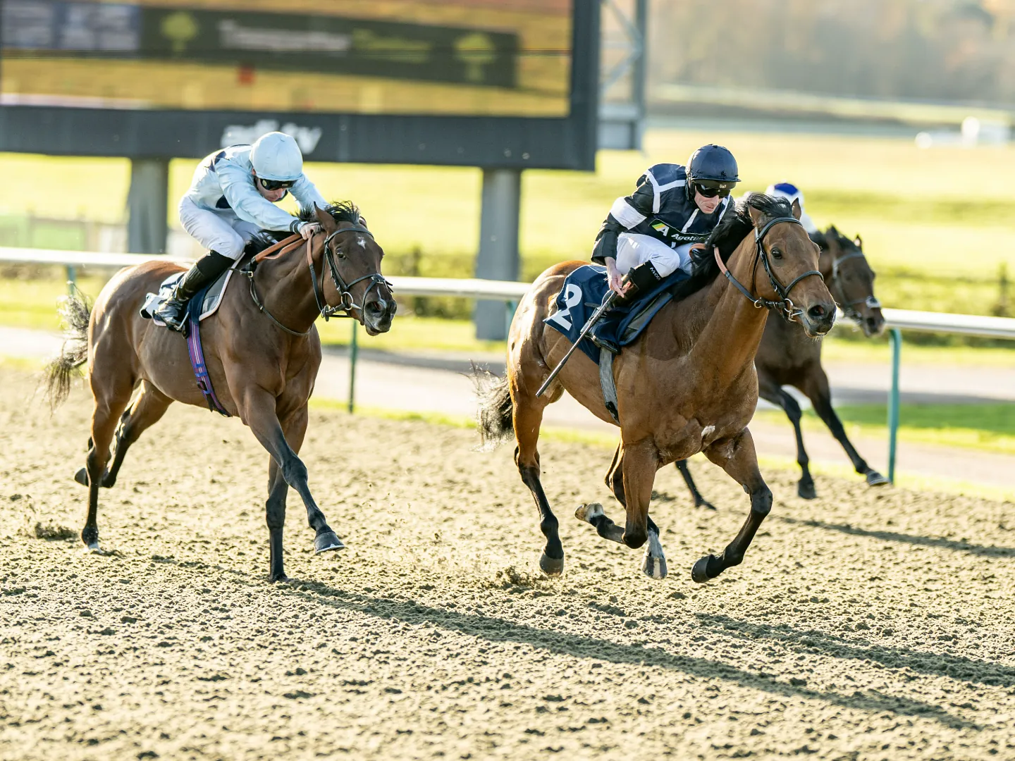 Horses and jockeys racing on the All Weather track at Lingfield Park on a Sunday afternoon