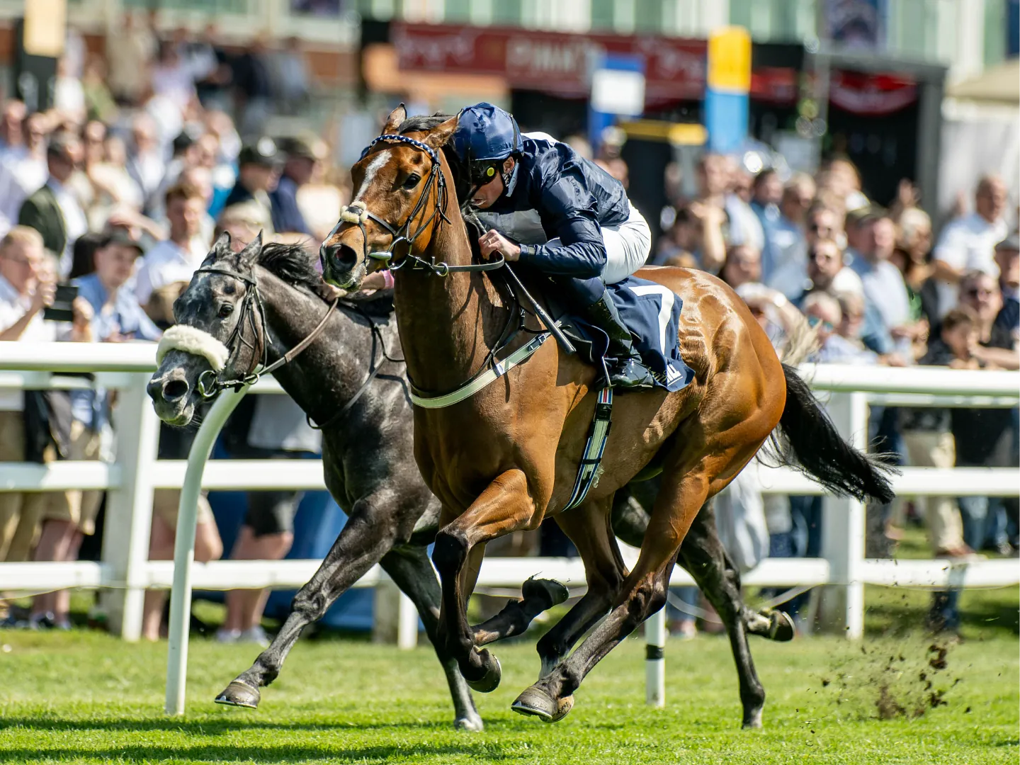 Field of racehorses galloping across the turf at Lingfield Park